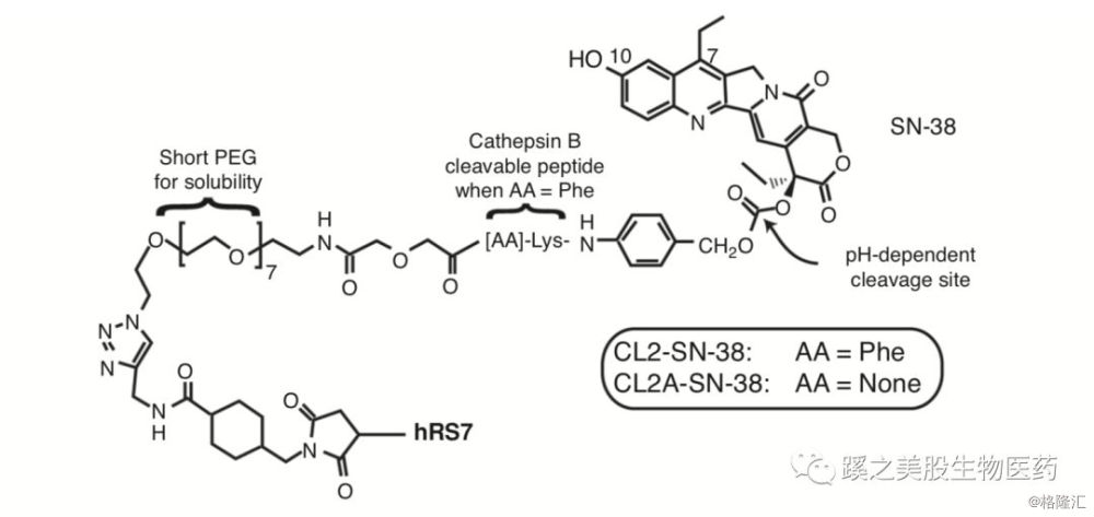 抗体-药物偶联物(antibody–drug conjugates adcs)冰山一角之初探