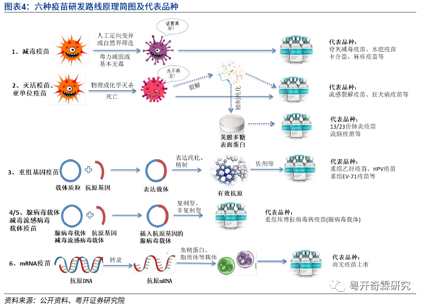 包括减毒活疫苗,灭活疫苗,重组基因工程疫苗,腺病毒载体疫苗,核酸疫苗