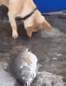 8.gif