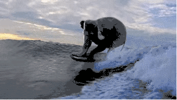 23.gif