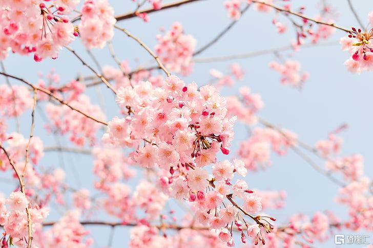 natural-plant-flowers-cherry-preview.jpg