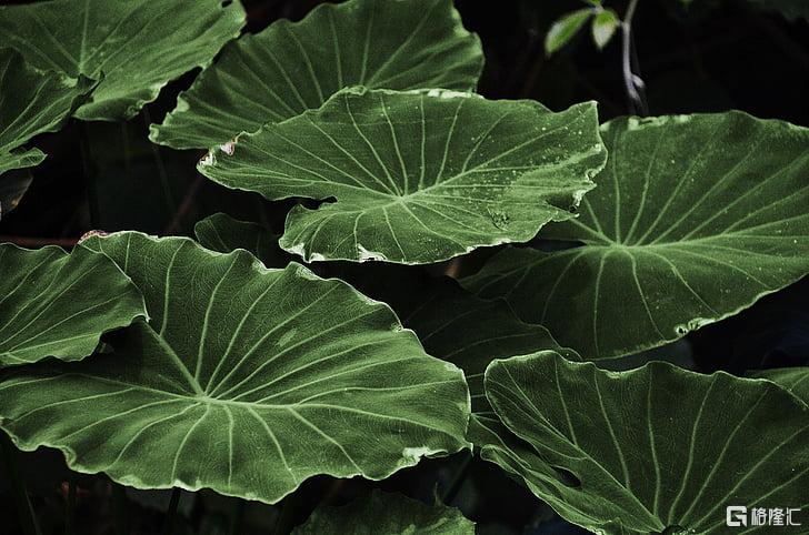 leaf-leaves-colorful-green-preview.jpg