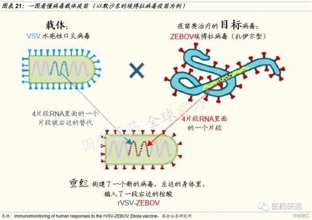 载体埃博拉疫苗,只是使用的载体病毒不同,康希诺使用的5型腺病毒载体