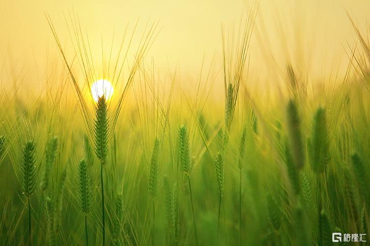 barley-field-sunrise-morning-solar-preview.jpg